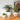 vancasso 3-Pack Ceramic Plant Pots, 3.7/4.8/6.2 Inch Indoor Planters with Saucers & Drainage Hole Planter pots for Indoor Plants and Flower, White